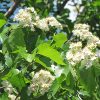 Washington Hawthorn #7 - Image 3
